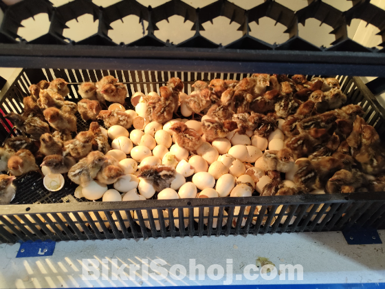 ইনকিউবেটর